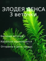 Элодея денса 3 ветки Живые растения для аквариума