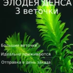 Элодея Денса (3 ветки). Живые растения для аквариума