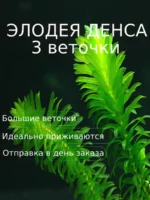 Элодея Денса (3 ветки). Живые растения для аквариума