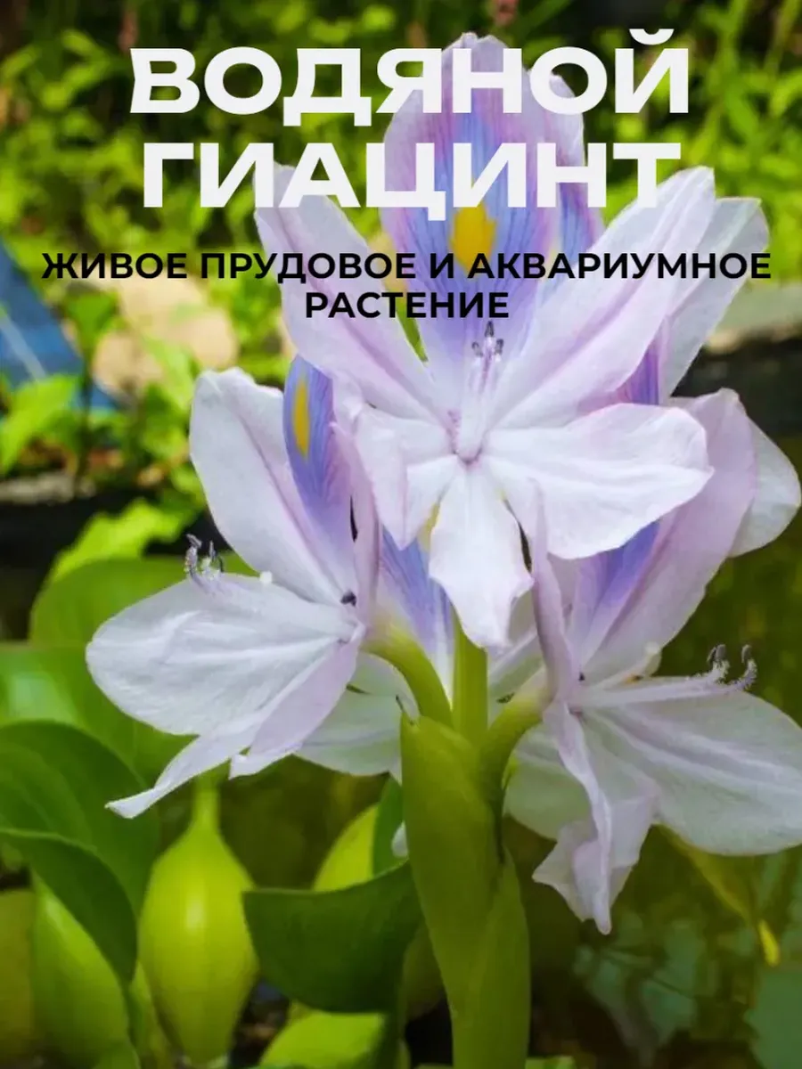eyhorniya-vodyanoy-giacint-1-kust-1 Эйхорния (Водяной гиацинт) 1 куст. — изображение 1