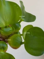 Эйхорния (Водяной гиацинт) 1 куст. — изображение 3
