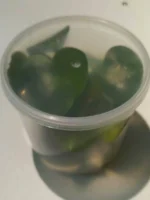Эйхорния (Водяной гиацинт) 1 куст. — изображение 4
