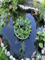 Эйхорния (Водяной гиацинт) 1 куст. — изображение 6