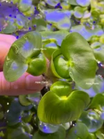Эйхорния (Водяной гиацинт) 1 куст. — изображение 9