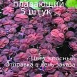 Филлантус плавающий (5 штук). Живое растение