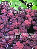 Филлантус плавающий (5 штук). Живое растение