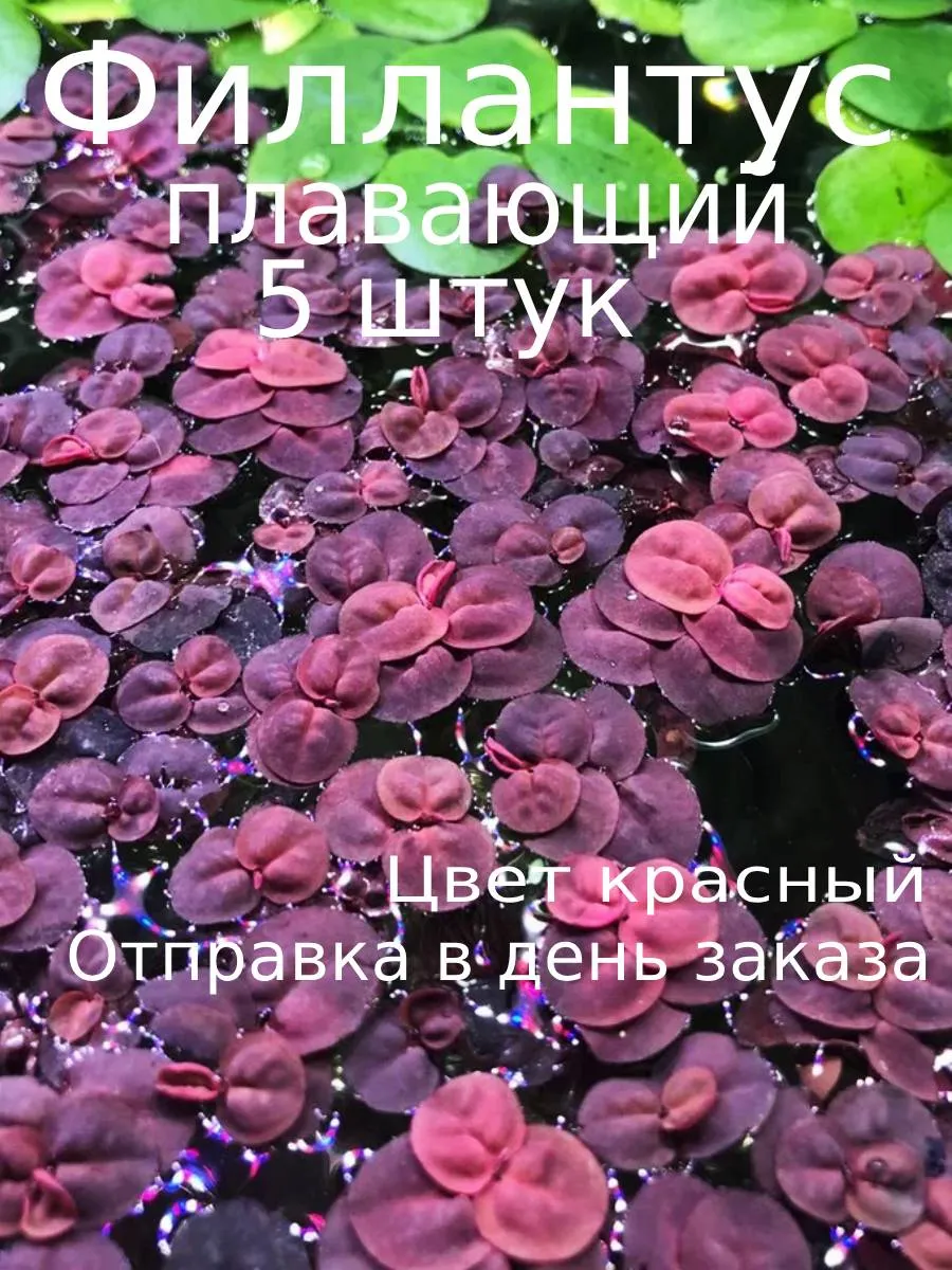 fillantus-plav-1 Филлантус плавающий (5 штук). Живое растение — изображение 1
