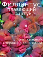 Филлантус плавающий (10шт). Живые растения для аквариума