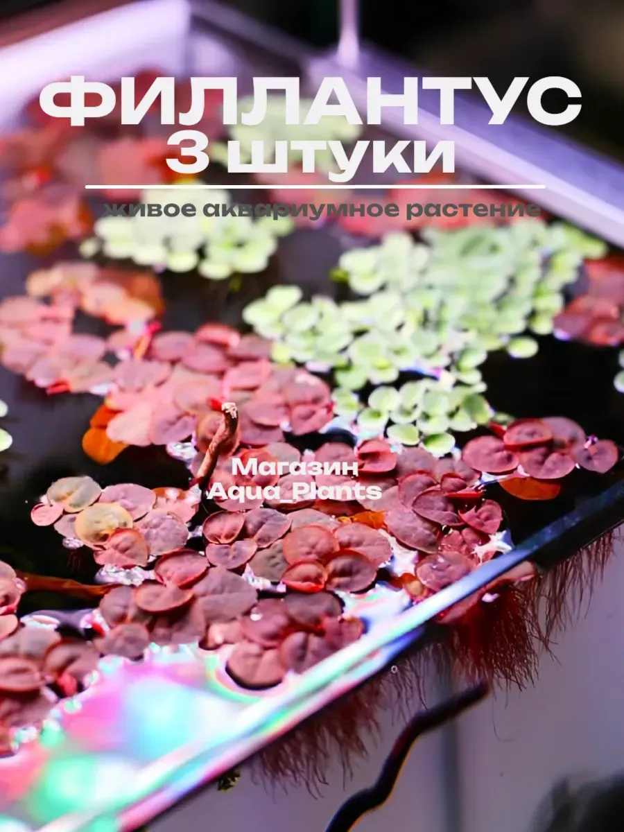 fillantus-plavayuschiy-3-shtuki-zhivoe-akvariumnoe-rastenie-1 Филлантус плавающий (3 штуки). Живое аквариумное растение — изображение 1
