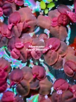 Филлантус плавающий (3 штуки). Живое аквариумное растение — изображение 5