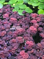 Филлантус плавающий (3 штуки). Живое аквариумное растение — изображение 8