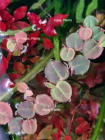 Филлантус плавающий (3 штуки). Живое аквариумное растение — изображение 2