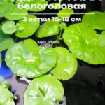 Гидрокотила белоголовая (3 вет).Живое аквариумное растение