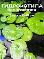 Гидрокотила белоголовая (3 вет).Живое аквариумное растение