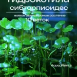Гидрокотила сибторпиоидес (10 веток). Аквариумное растение