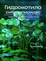 Гидрокотила сибторпиоидес (10 веток). Аквариумное растение