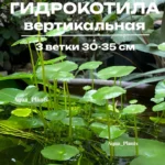 Гидрокотила Вертикальная(3 вет). Живое аквариумное растение
