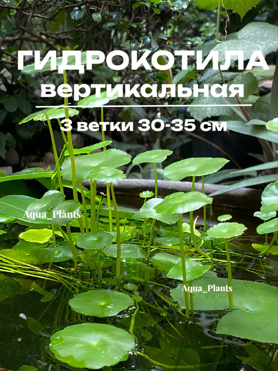 gidrokotila-vertikalnaya-3-vet-zhivoe-akvariumnoe-rastenie-1 Гидрокотила Вертикальная(3 вет). Живое аквариумное растение — изображение 1