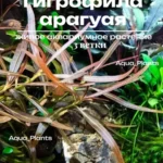 Гигрофила Арагвая (3 ветки) Hygrophila lancea