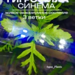 Гигрофила Деморфная (диформис) (3 ветки).Живое растение