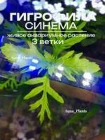 Гигрофила Деморфная (диформис) (3 ветки).Живое растение