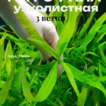 Гигрофила Иволистная(лимонник). Живое растение для аквариума