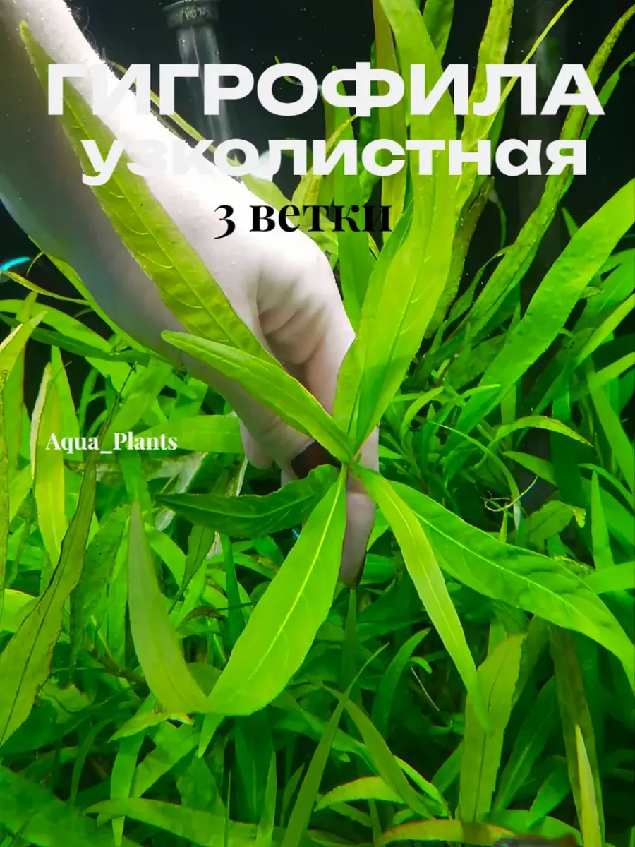 gigrofila-ivolistnaya-limonnik-zhivoe-rastenie-dlya-akvariuma-1 Гигрофила Иволистная(лимонник). Живое растение для аквариума — изображение 1