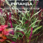 Хемиграфис Репанда (3 ветки). Живое растение для палюдариума