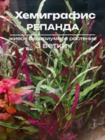 Хемиграфис Репанда (3 ветки). Живое растение для палюдариума