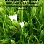Хемиграфис Репанда Зеленый. Живое растение для палюдариума