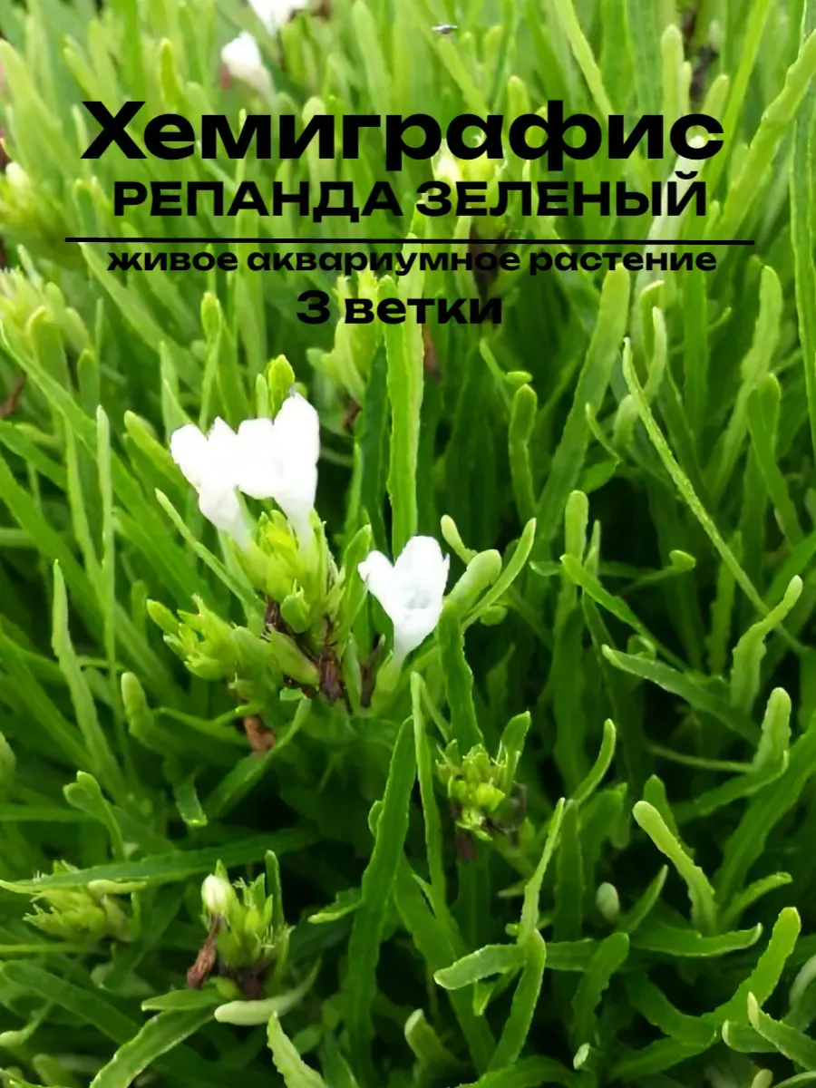 hemigrafis-repanda-zelenyy-zhivoe-rastenie-dlya-palyudariuma-1 Хемиграфис Репанда Зеленый. Живое растение для палюдариума — изображение 1