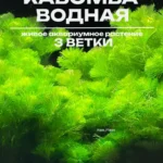 Кабомба водная (3 ветки). Аквариумное растение