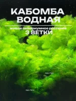 Кабомба водная (3 ветки). Аквариумное растение