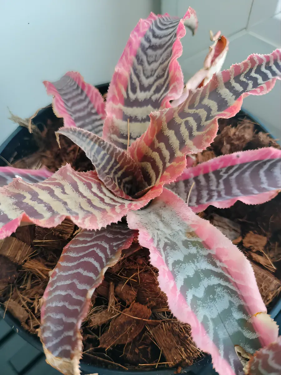 kriptantus-zemlyanaya-zvezda-zhivoe-bromelievoe-rastenie-1 Криптантус "земляная звезда" живое бромелиевое растение — изображение 1
