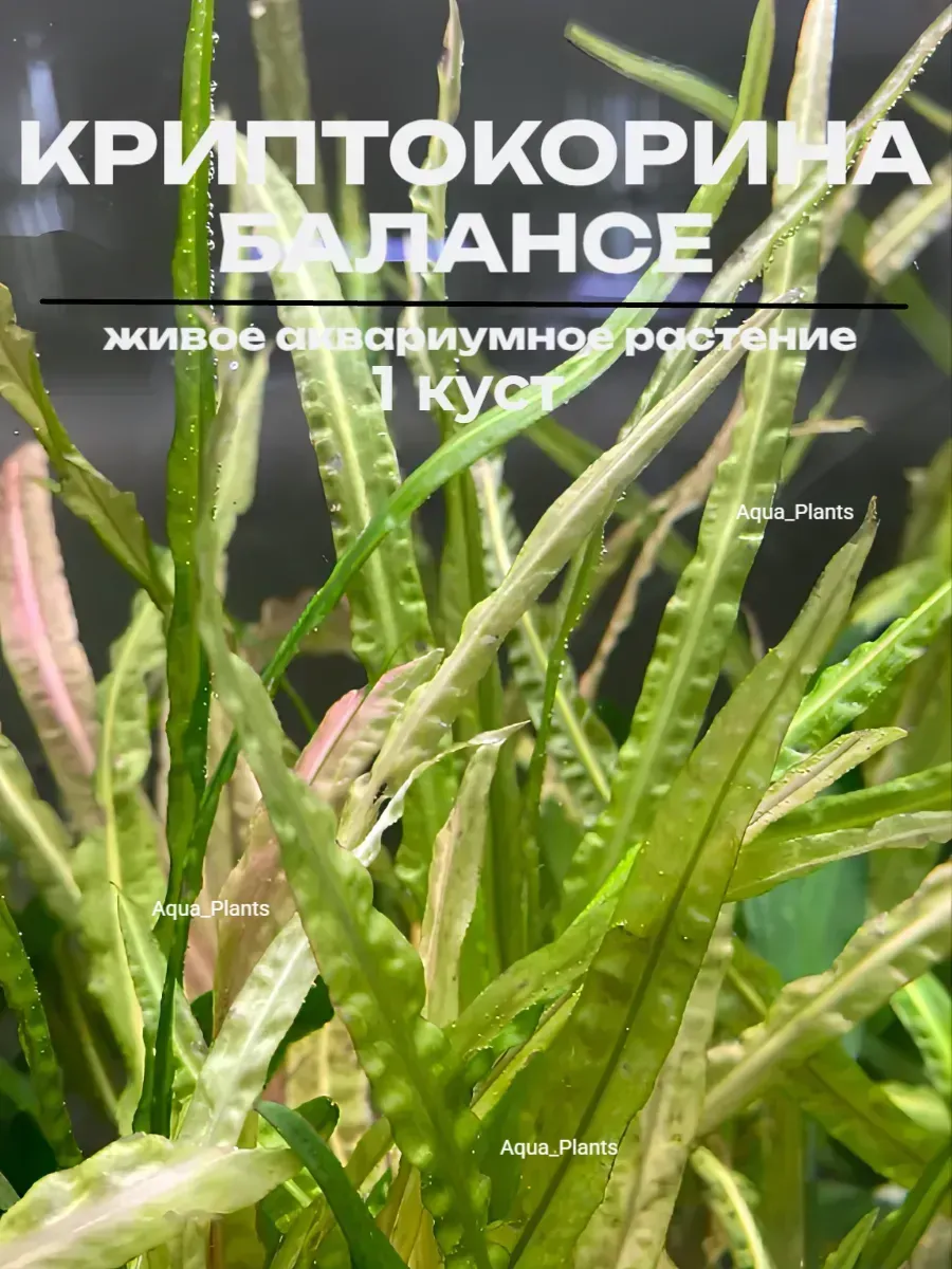 kriptokorina-balanse-1-kust-zhivye-rasteniya-dlya-akvariuma-1 Криптокорина Балансе (1 куст). Живые растения для аквариума — изображение 1