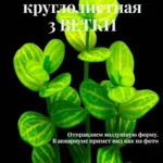 Линдерния Круглолистная (3 ветки).Живое аквариумное растение