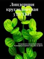 Линдерния Круглолистная (3 ветки).Живое аквариумное растение