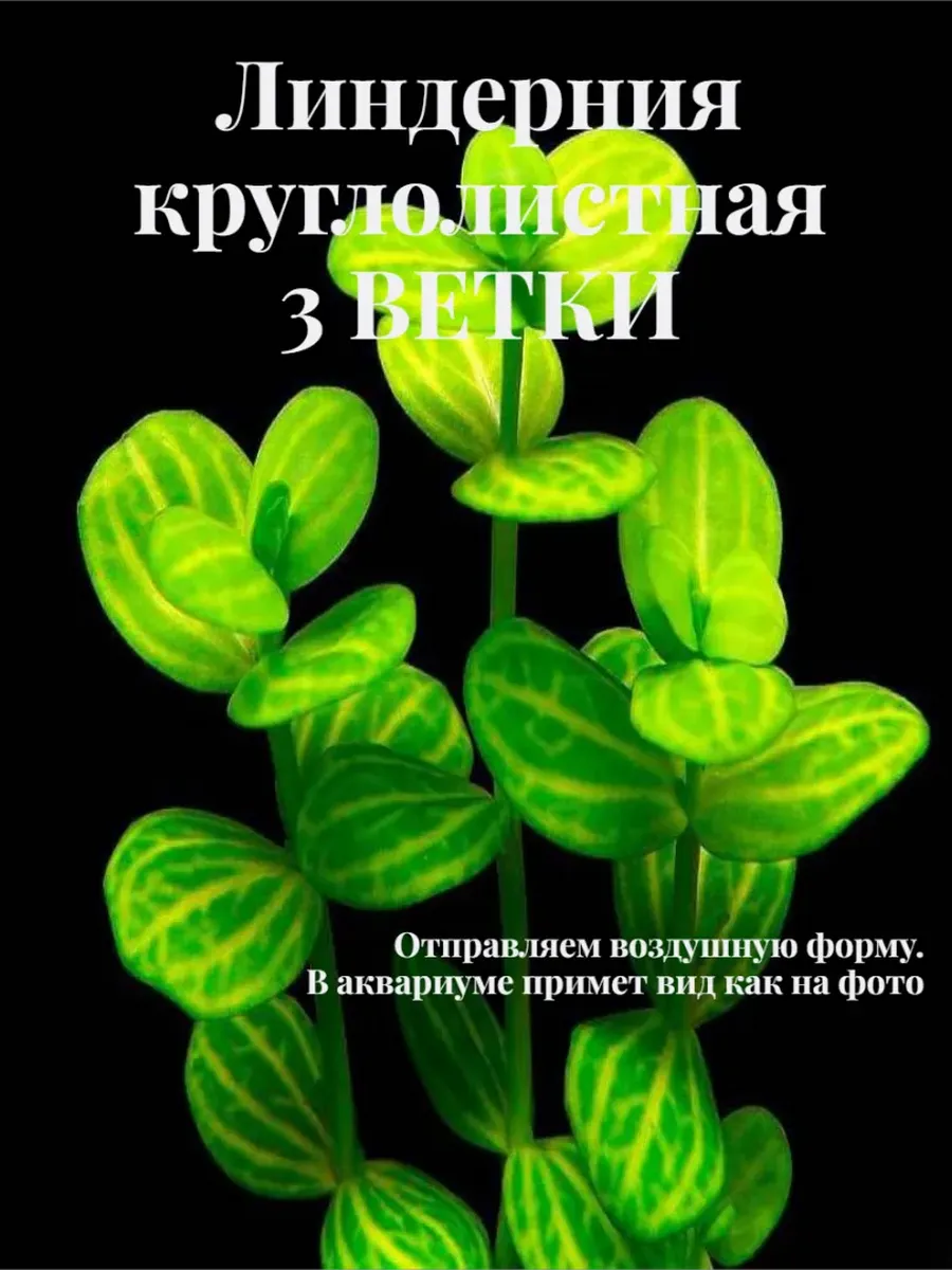 linderniya-kruglolistnaya-3-vetki-zhivoe-akvariumnoe-rastenie-1 Линдерния Круглолистная (3 ветки).Живое аквариумное растение — изображение 1
