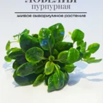 Лобелия Кардинальская (1 куст). Живые растения для аквариума