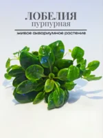 Лобелия Кардинальская (1 куст). Живые растения для аквариума
