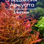 Людвигия аркуата (3 ветки). Живое растение для аквариума