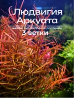Людвигия аркуата (3 ветки). Живое растение для аквариума