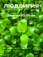 Людвигия ярко-зеленая (3 ветки). Живое аквариумное растение