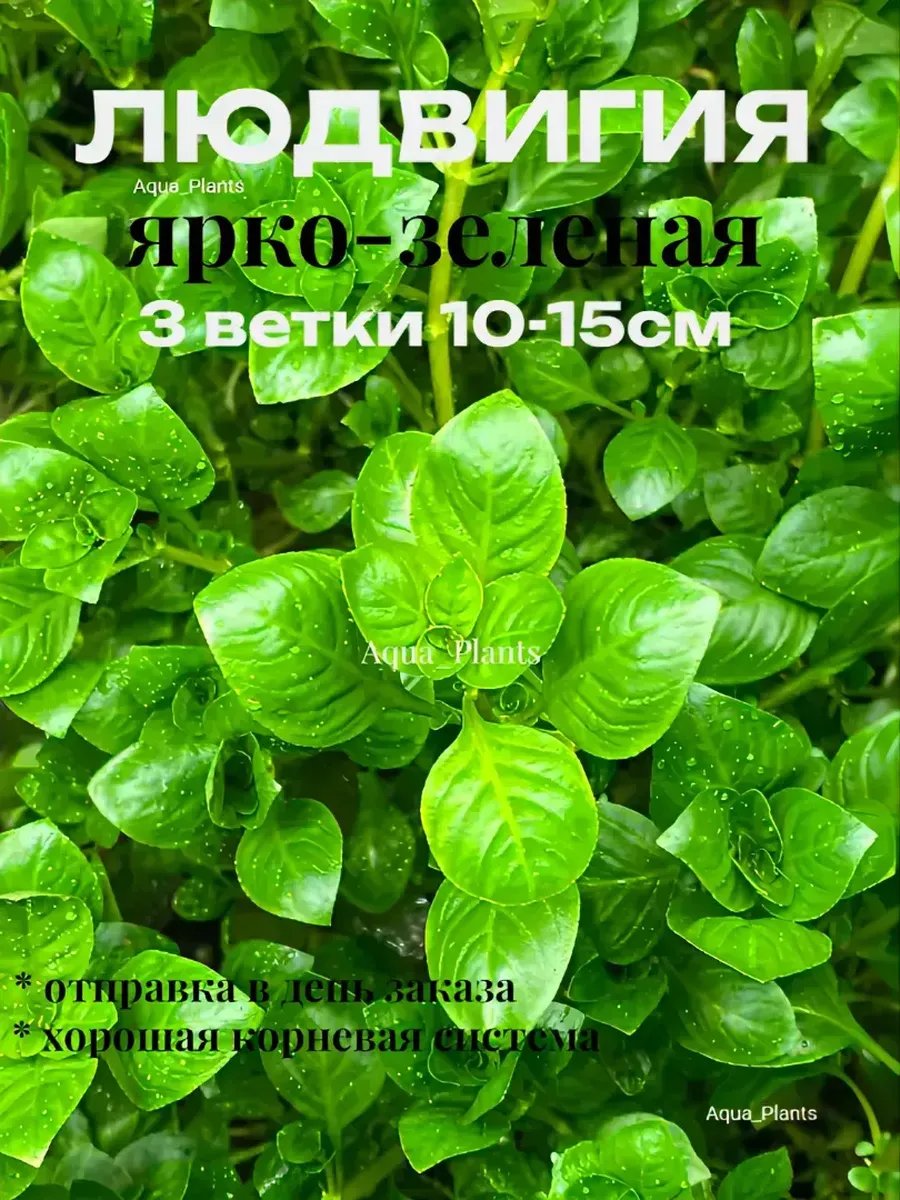 Ludwigia palustris green_1 Людвигия ярко-зеленая (3 ветки). Живое аквариумное растение — изображение 1