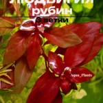 Людвигия ползучая рубин 3 ветки.Живые растения для аквариума