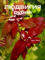 Людвигия ползучая рубин 3 ветки.Живые растения для аквариума