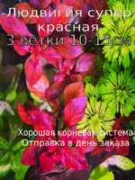 Людвигия Супер ред. Живые растения для аквариума