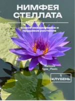 Нимфея Стеллата 1 клубень для аквариума и пруда
