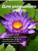 Нимфея Стеллата 1 клубень для аквариума и пруда — изображение 11