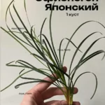 Офиопогон Японский (1 куст). Живые растения для аквариума